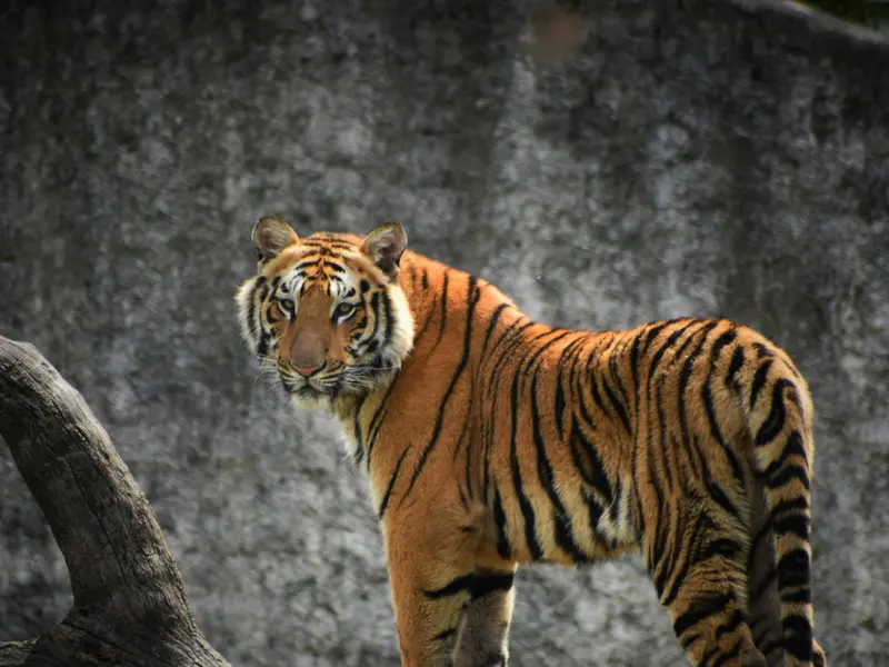 Golden Triangle & Rajasthan with Tiger Safari