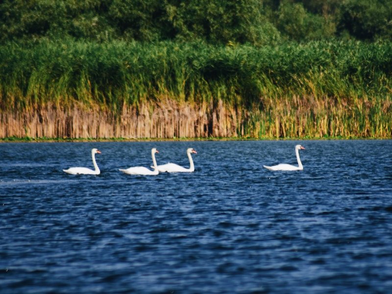 Danube Delta From Vienna - 6