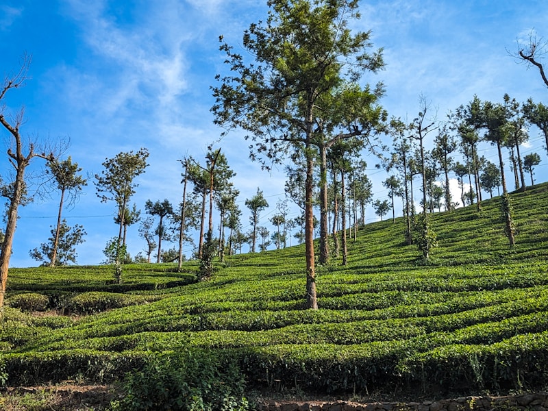 10 Nights Single Traveller Experience to Kerala - 5