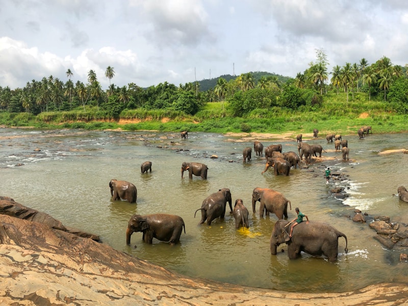 Singles Holiday to Sri Lanka with meals, excursions and flights - 5