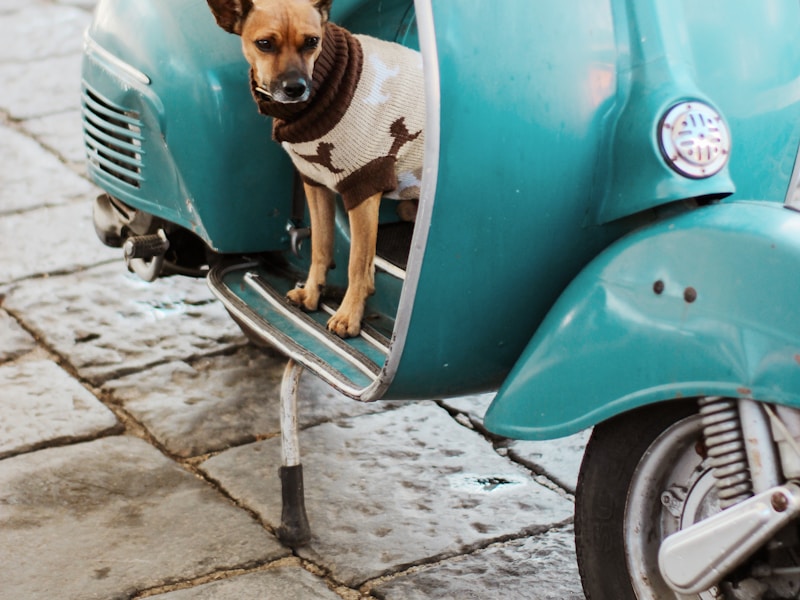 Escape to Ischia: An Island of Beauty and Relaxation - 5