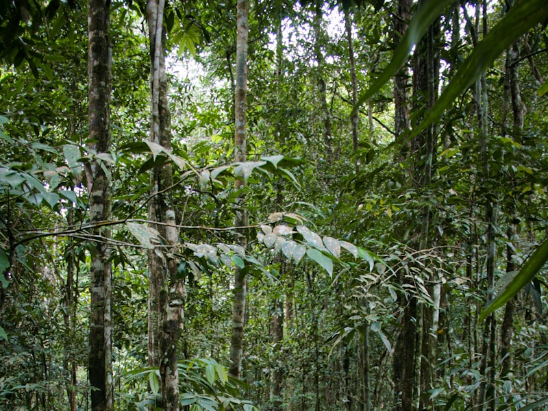 Thailands Tranquil Trio Exploring Bangkok Embracing Elephant Hills And Relaxing In Khao Lak - 4