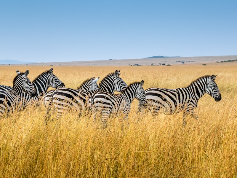 Explore Kenya’s Bush Beaches And Cities (Nairobi Mombasa) - 7