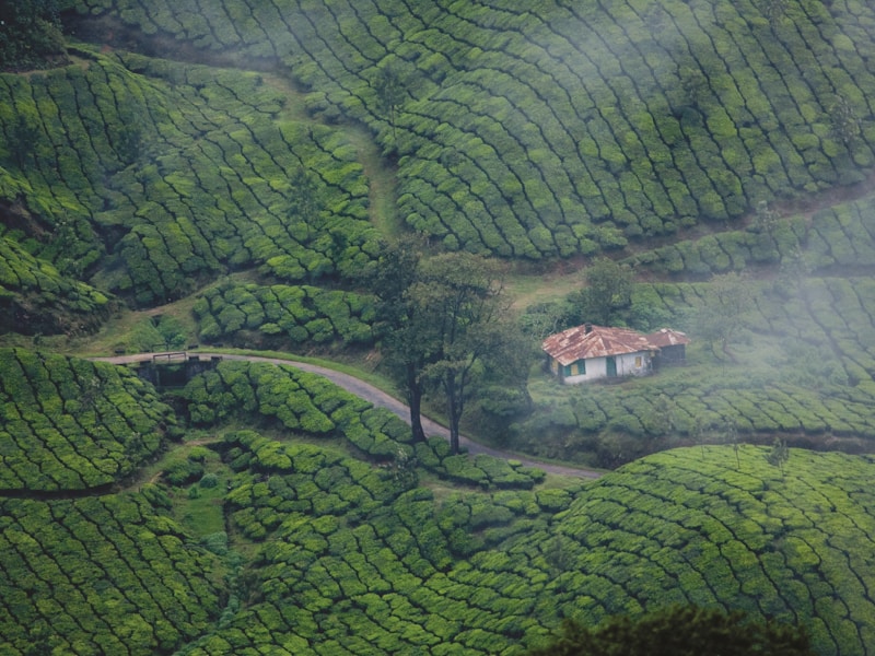 Kerala Holidays with Golden Triangle - 8