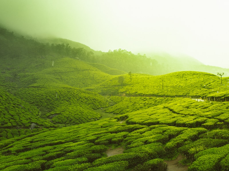 Southern India Explorer Tour with Private Chauffeur - 5