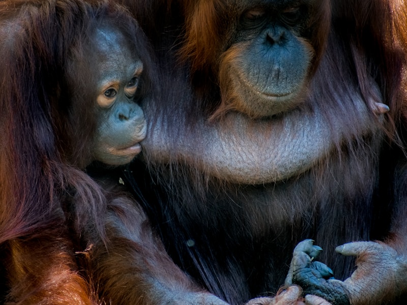 Malaysia Wonders Cities, Rainforests & Wildlife - 5