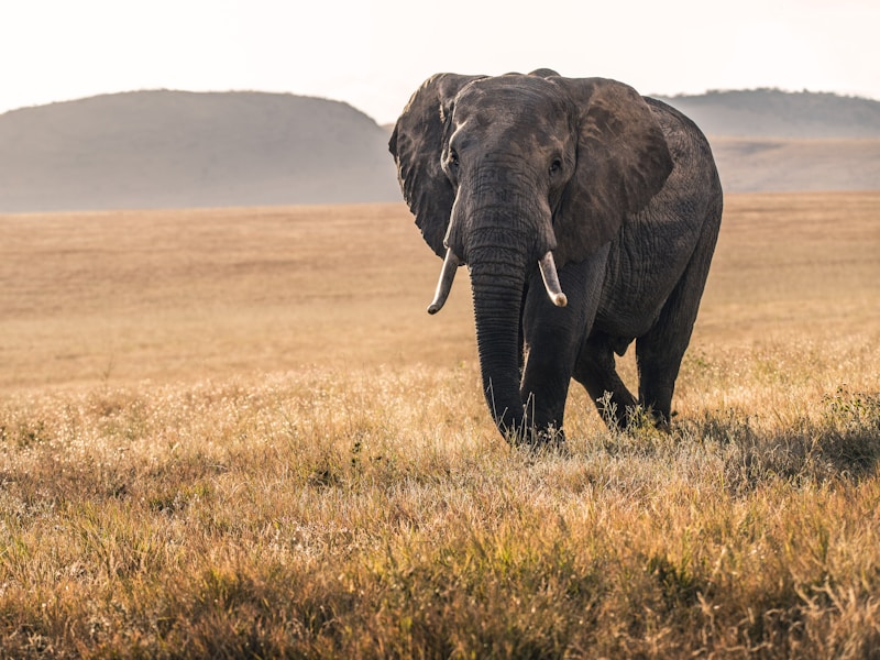 Explore Kenya’s Bush Beaches And Cities (Nairobi Mombasa) - 8