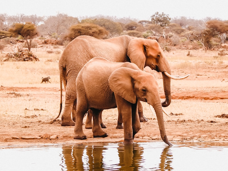 Explore Kenya’s Bush Beaches And Cities (Nairobi Mombasa) - 6