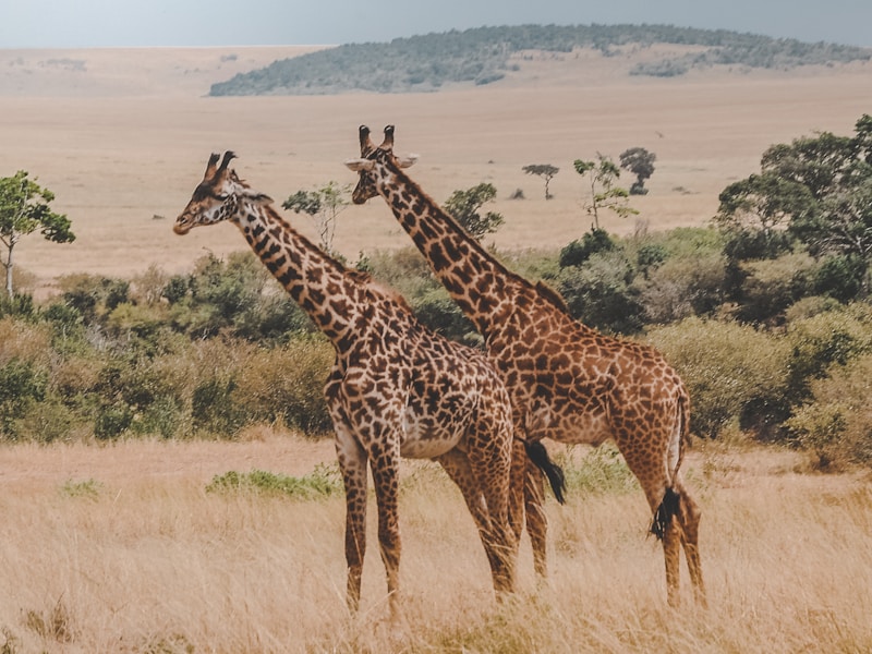 Explore Kenya’s Bush Beaches And Cities (Nairobi Mombasa) - 1