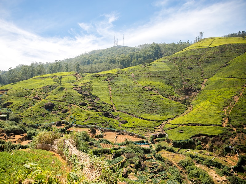 Sri Lanka Heritage Tea Trail Jungles and Beaches - 8