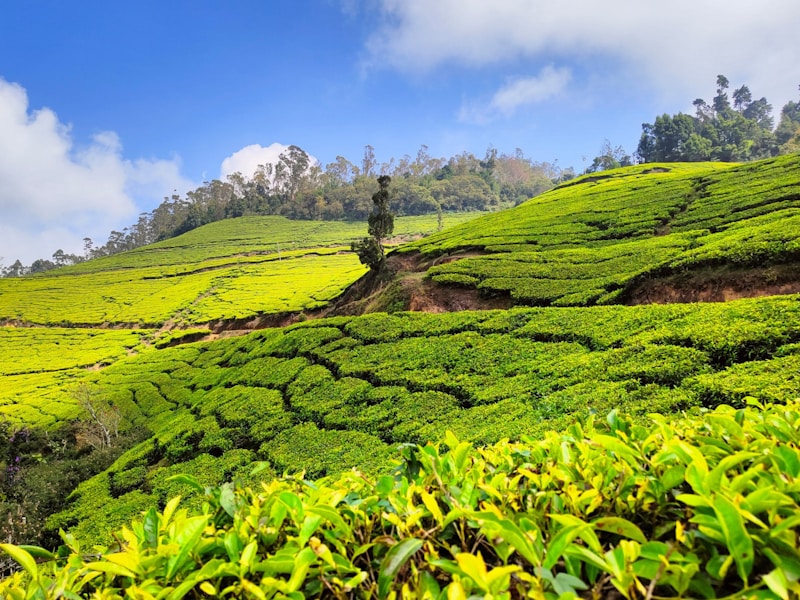 10 Nights Single Traveller Experience to Kerala - 4