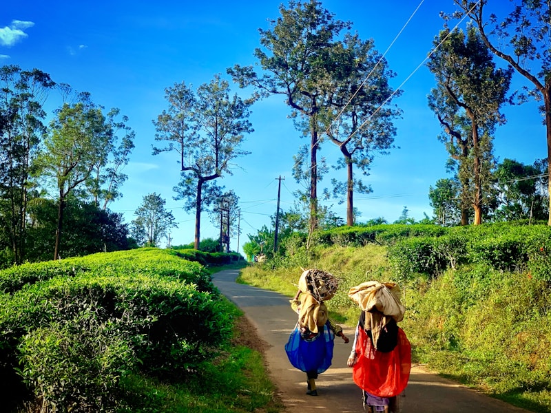 10 Days Charming North Kerala - 6