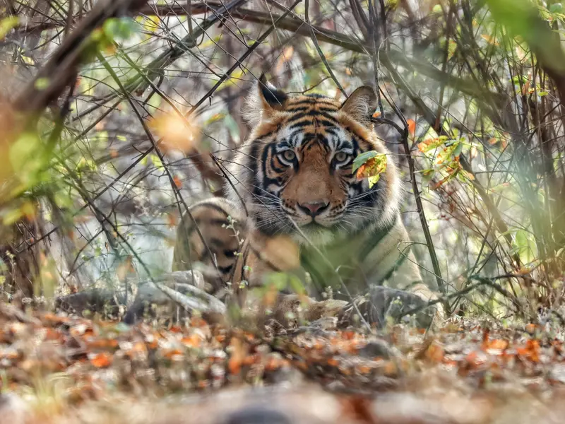 Golden Triangle Tour With Tiger Safari And Beach Stay