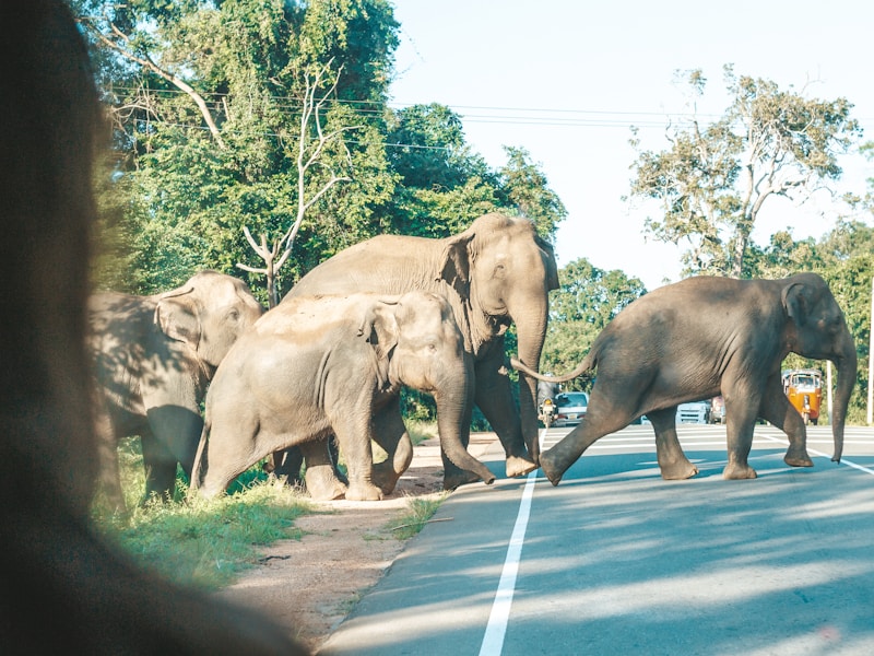 Discover Sri Lanka Culture, Wildlife & Beaches - 2