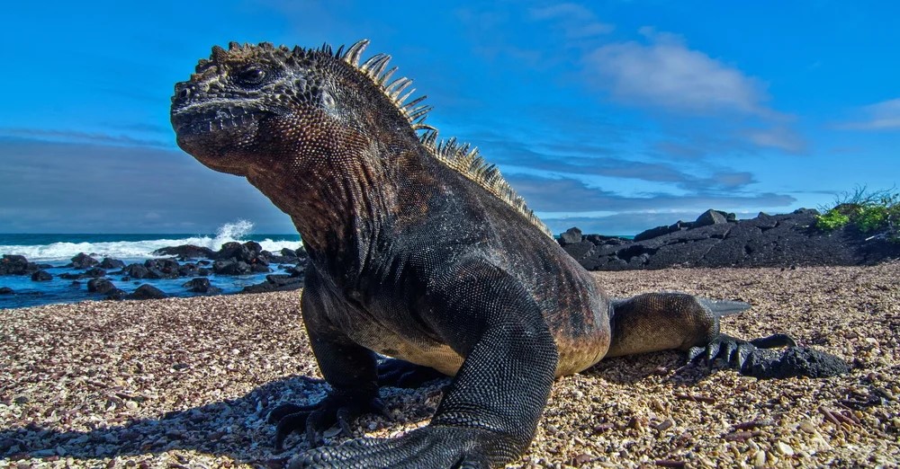 Ecuador Uncovered Galápagos & Amazon Adventure - 2