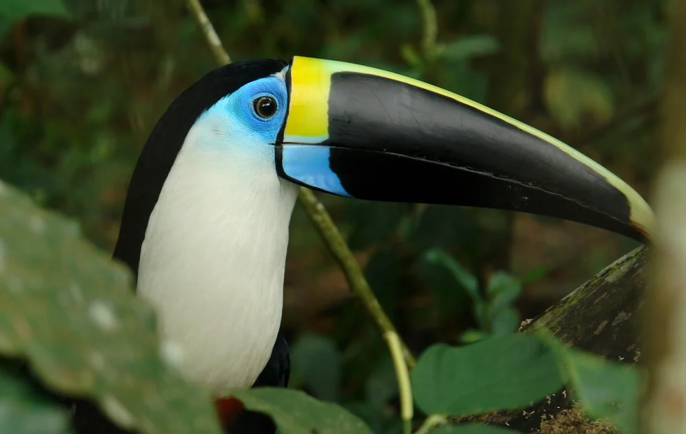 The Ultimate Panama & Costa Rica Getaway - 3