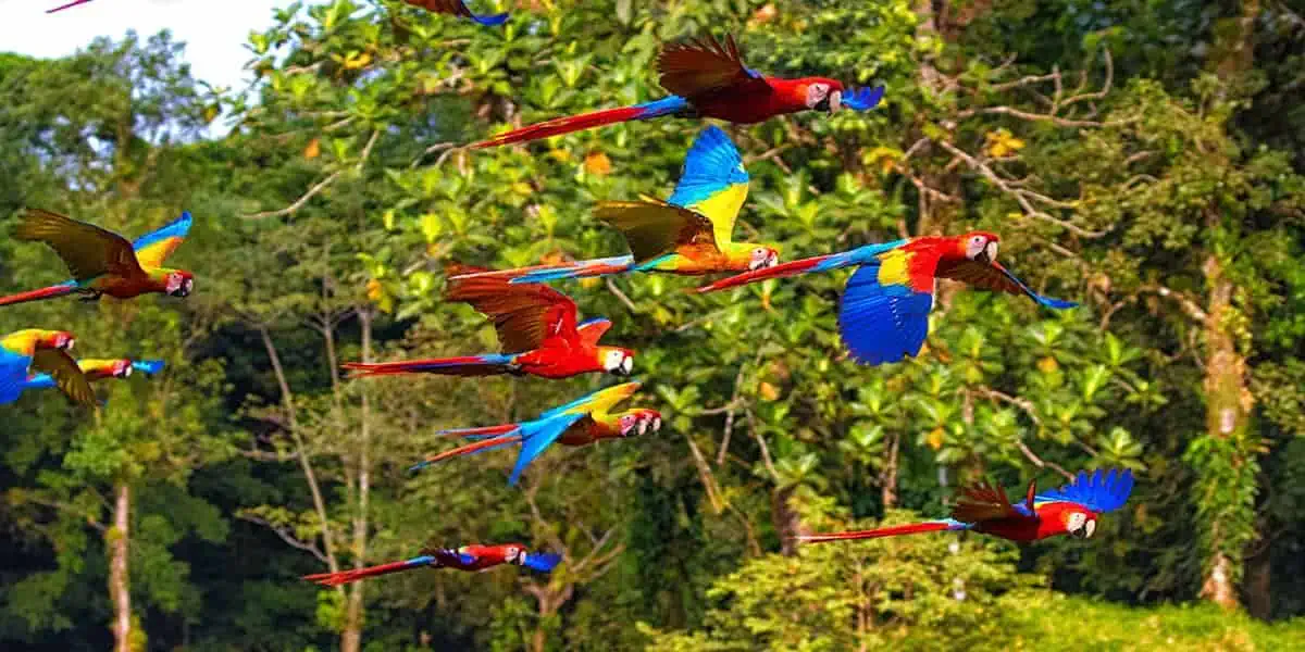 The Ultimate Panama & Costa Rica Getaway - 5