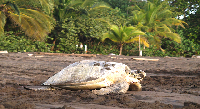 Single Traveller Amazing Costa Rica - 3