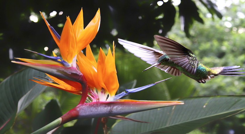 Single Traveller Amazing Costa Rica - 6