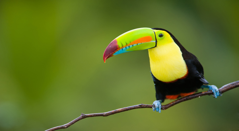 Single Traveller Amazing Costa Rica - 9