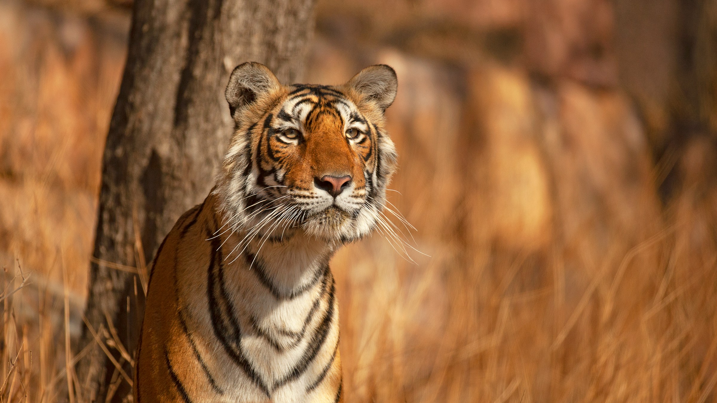Golden Triangle Tour With Tiger Safari And Beach Stay