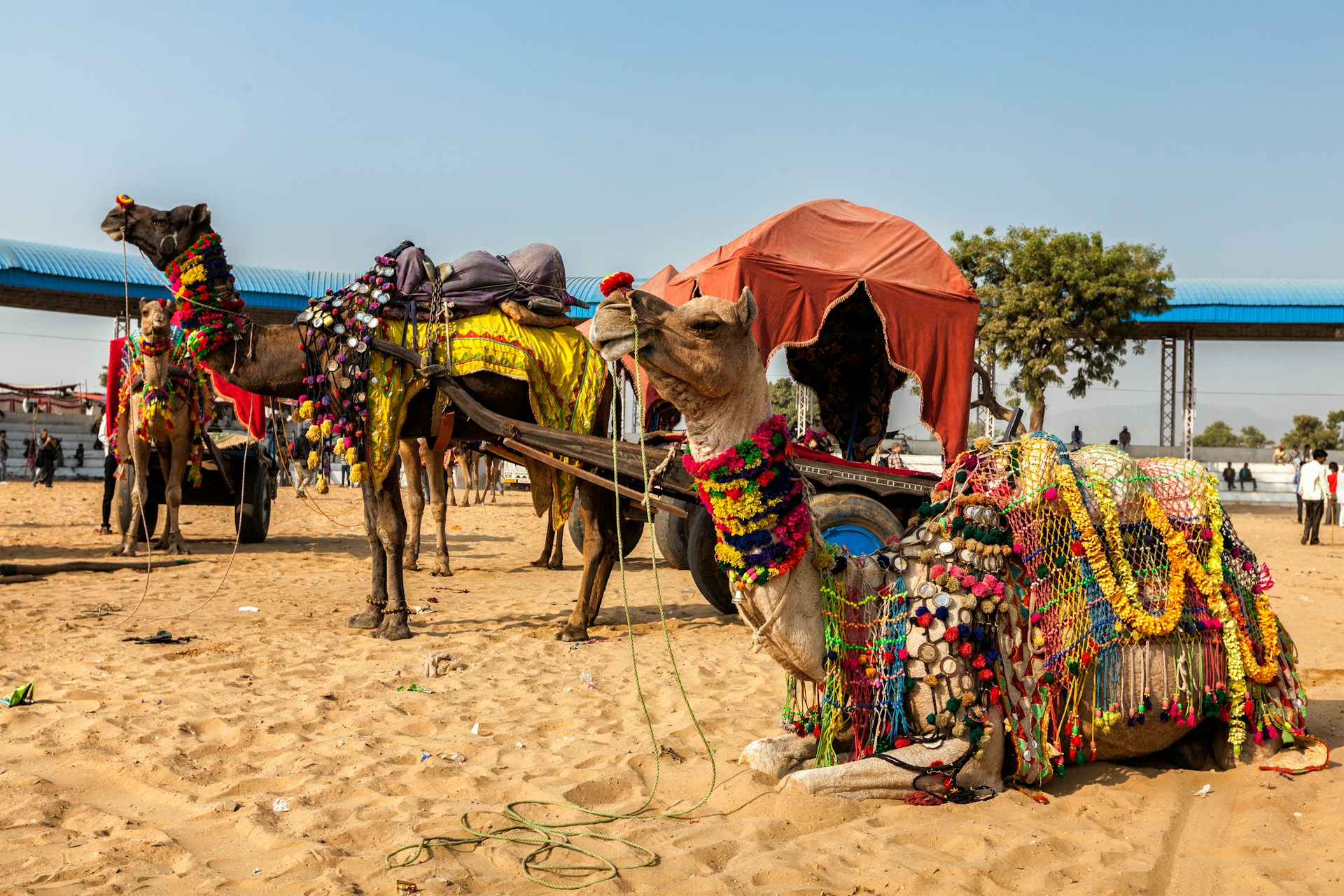 Golden Triangle, Pushkar, Udaipur and Goa - 4