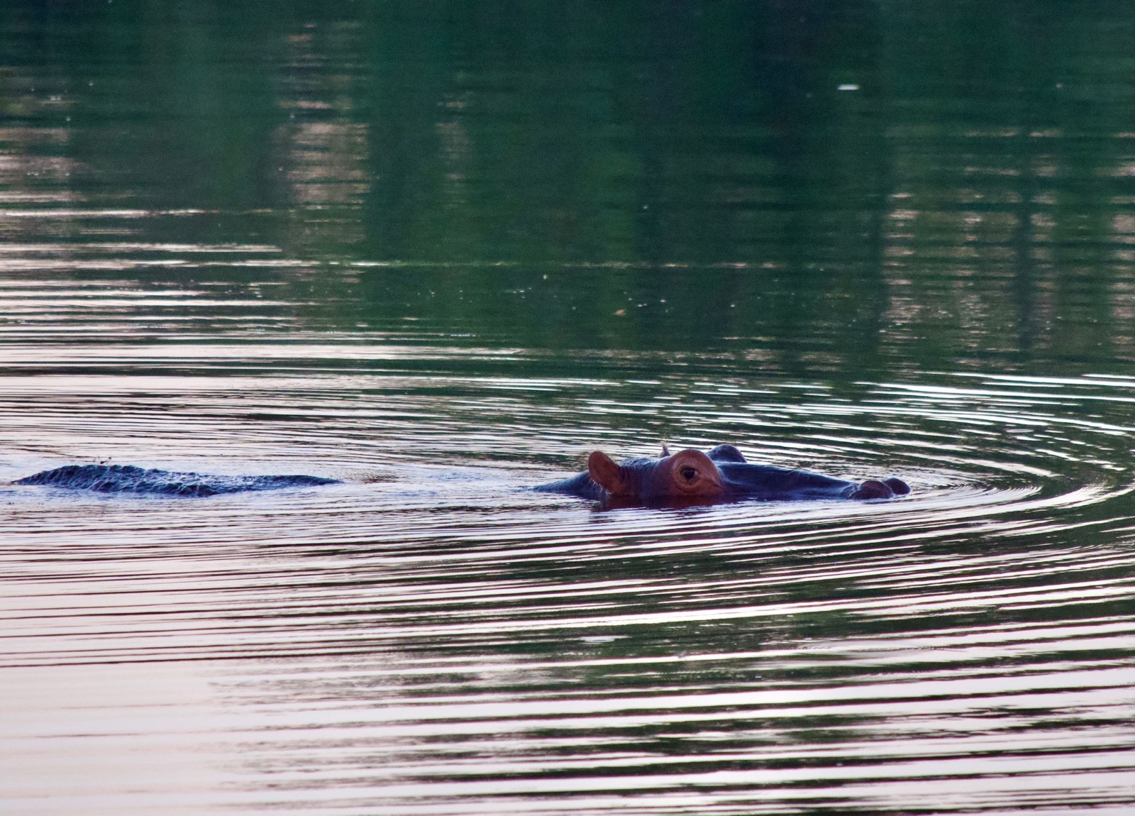 A hippo surfacing in the still water, ringed by ripples