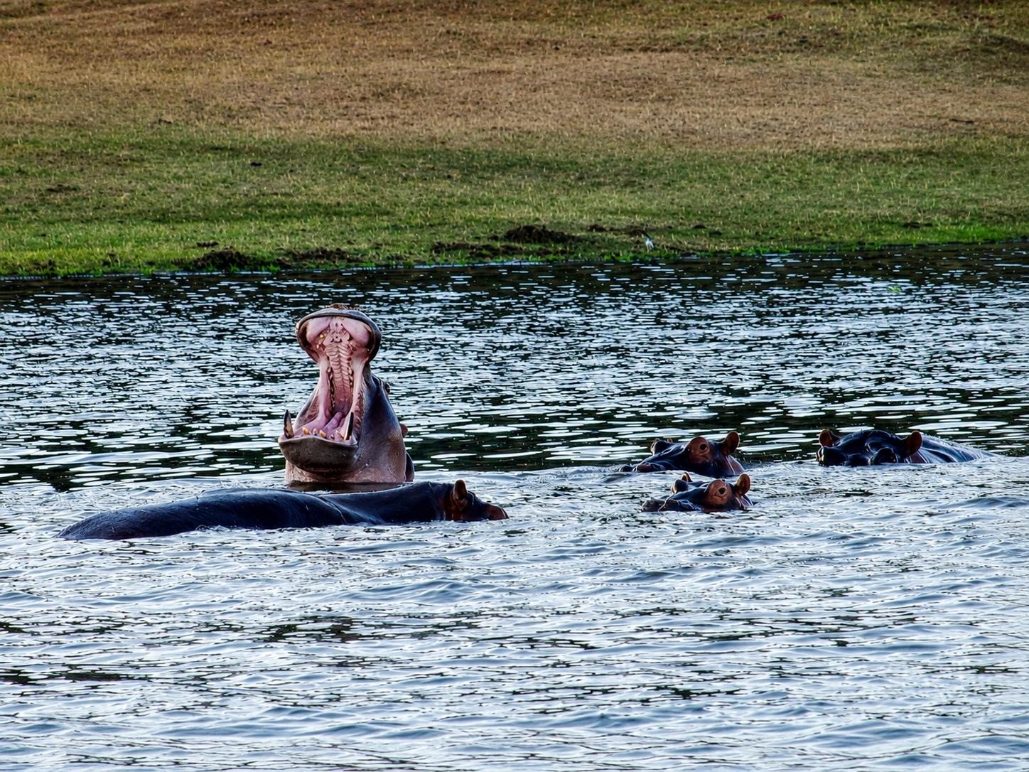 A pod of hippos in the water, one with its mouth wide open