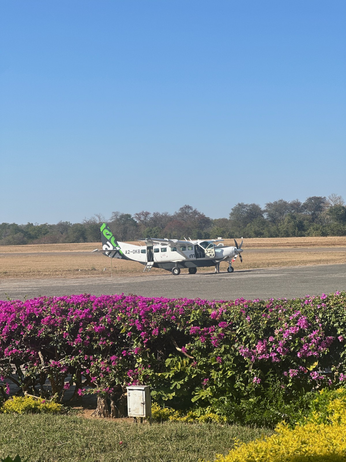 A small bush plane on a remote airstrip behind a hedge of bright bougainvillea