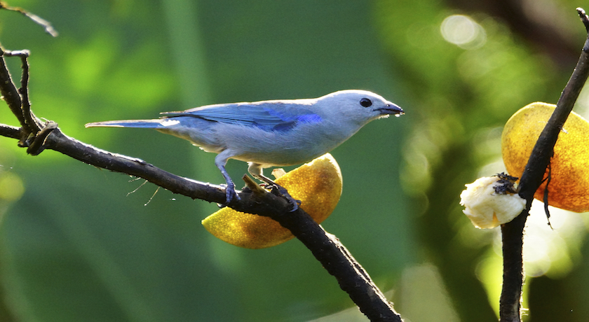 Amazing Costa Rica - 13