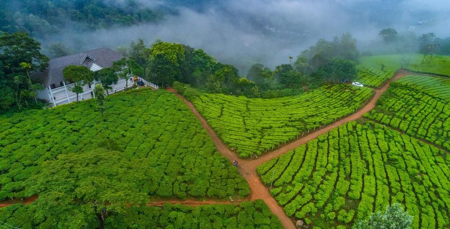 Tea Harvester, Munnar - 2