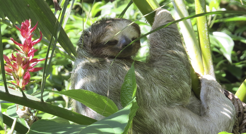 Amazing Costa Rica - 16