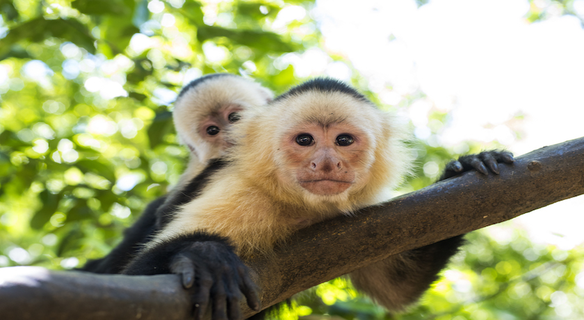 Amazing Costa Rica - 17