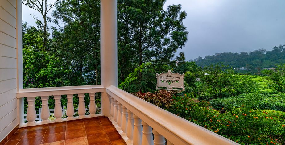 Tea Harvester, Munnar - 9