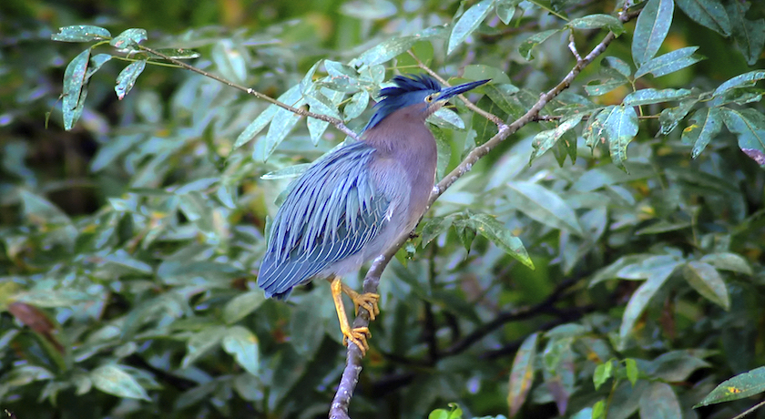 Amazing Costa Rica - 11