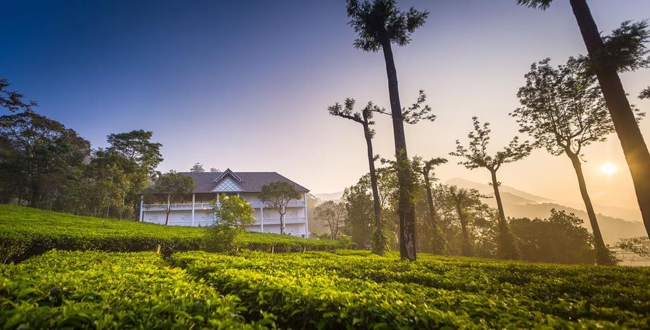 Tea Harvester, Munnar - 1